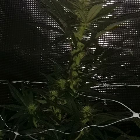 Grape Diamonds 2 growlog timeline photo
