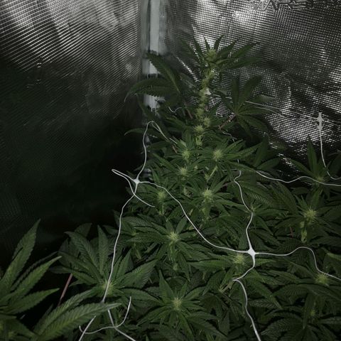 Grape Diamonds 2 growlog timeline photo