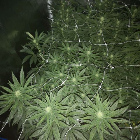 Grape Diamonds 2 growlog timeline photo