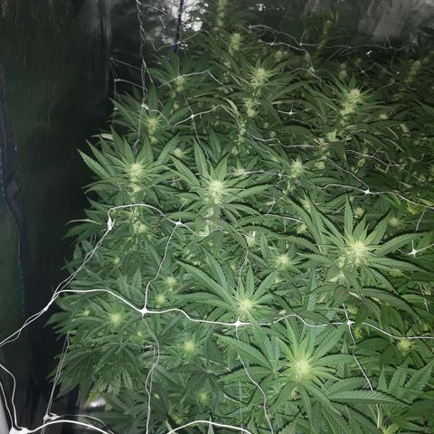 Grape Diamonds growlog timeline photo