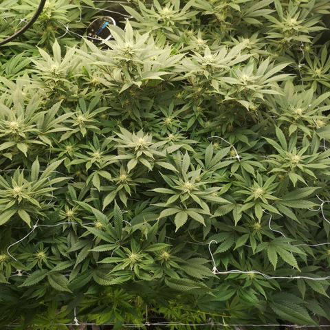 wedding cake growlog timeline photo