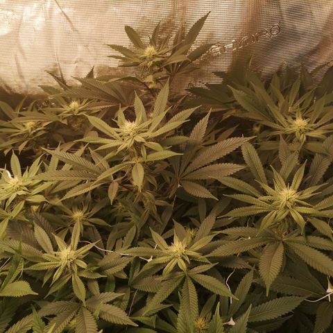 Wedding cake 3 growlog timeline photo
