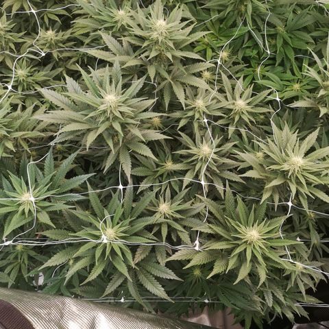 Grape Diamonds growlog timeline photo