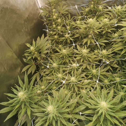 Grape Diamonds 2 growlog timeline photo