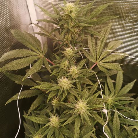 Grape Diamonds 2 growlog timeline photo