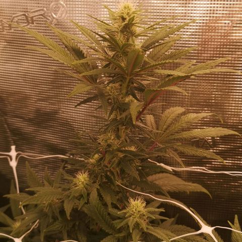 Grape Diamonds 2 growlog timeline photo