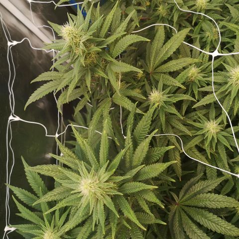 Grape Diamonds 2 growlog timeline photo