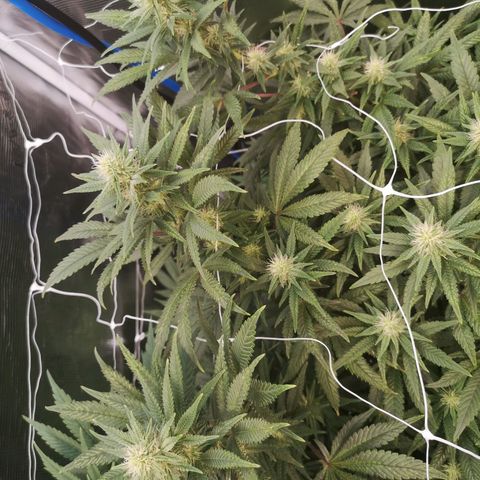 Grape Diamonds 2 growlog timeline photo