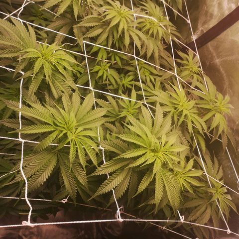 Blueberry cookies 2nd grow growlog timeline photo