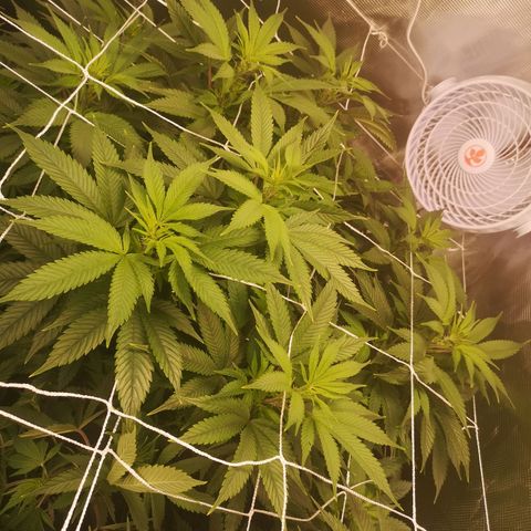 Blueberry cookies 2nd grow 2 growlog timeline photo