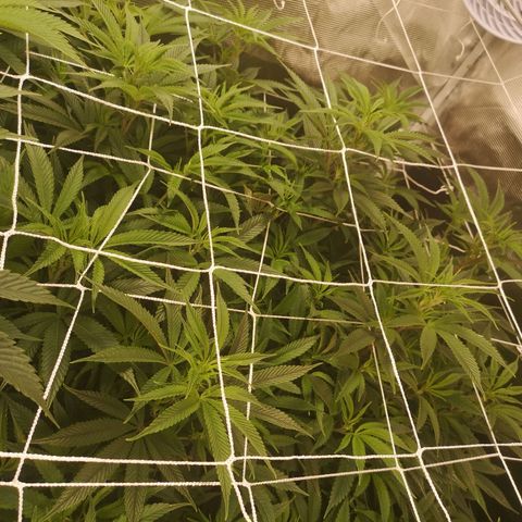 Orange cookie chem 2nd grow growlog timeline photo
