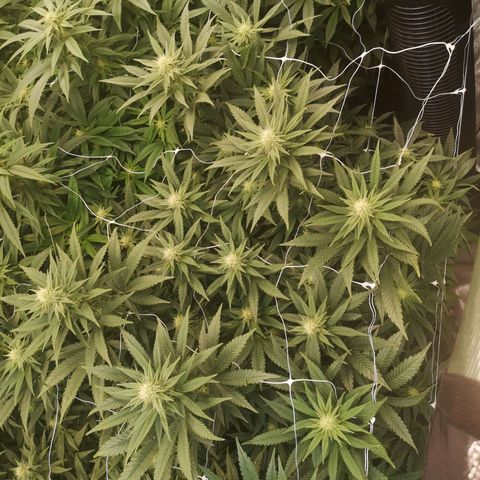 Grape Diamonds growlog timeline photo