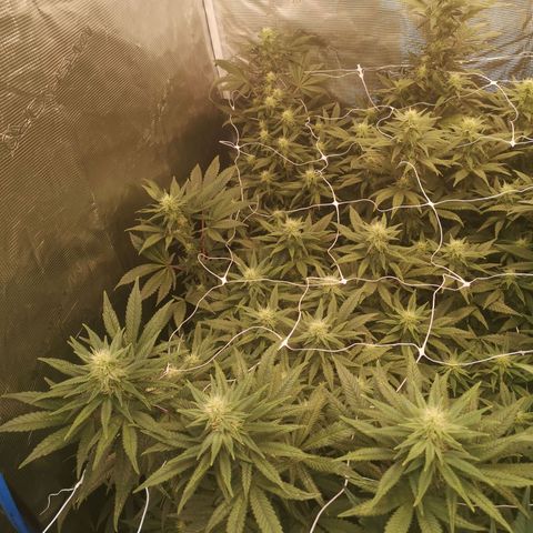 Grape Diamonds 2 growlog timeline photo