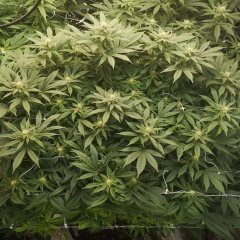 wedding cake growlog timeline photo