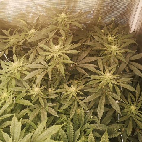 Wedding cake 3 growlog timeline photo