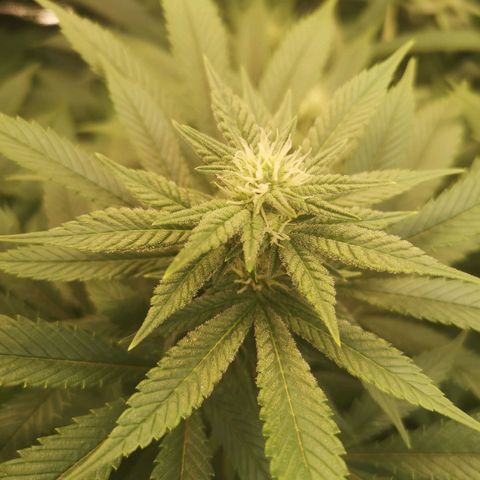 wedding cake growlog timeline photo