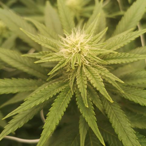 Grape Diamonds growlog timeline photo