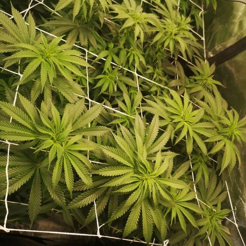 Blueberry cookies 2nd grow growlog timeline photo