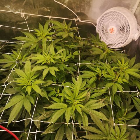 Blueberry cookies 2nd grow 2 growlog timeline photo
