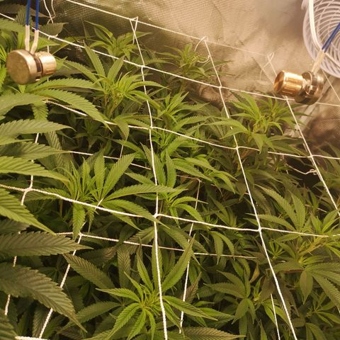 Orange cookie chem 2nd grow growlog timeline photo