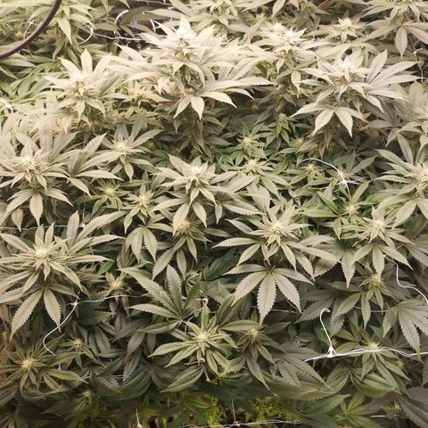 wedding cake growlog timeline photo