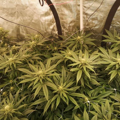 wedding cake 2 growlog timeline photo