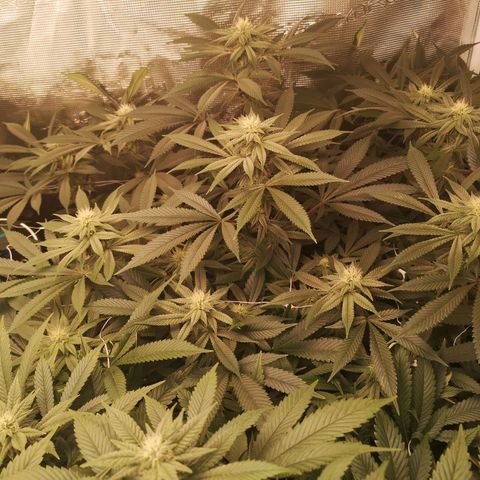Wedding cake 3 growlog timeline photo