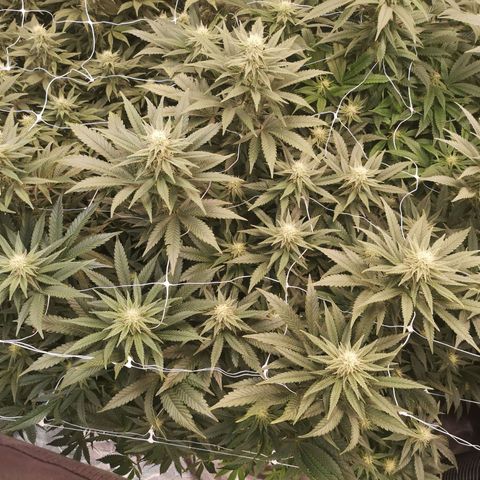 Grape Diamonds growlog timeline photo