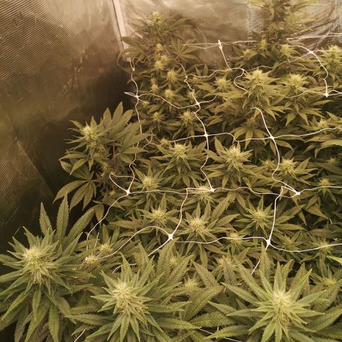Grape Diamonds 2 growlog timeline photo