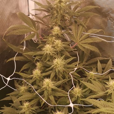 Grape Diamonds 2 growlog timeline photo