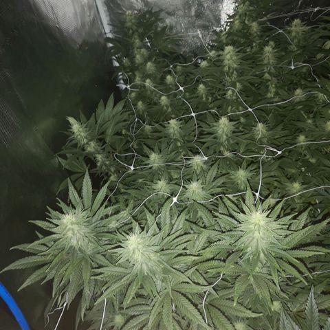 Grape Diamonds 2 growlog timeline photo
