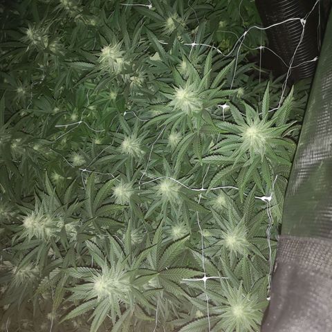 Grape Diamonds growlog timeline photo