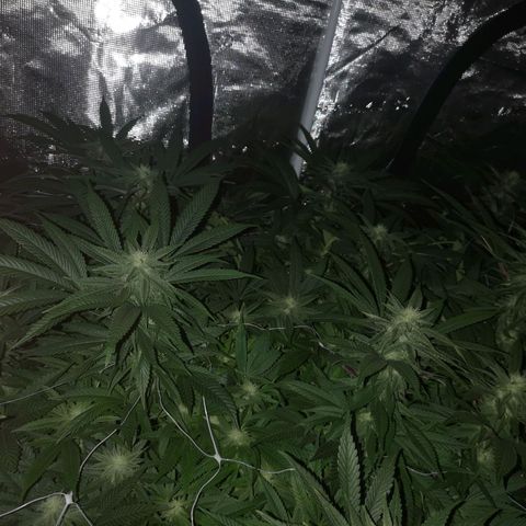 wedding cake 2 growlog timeline photo