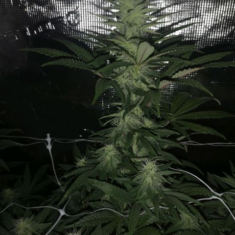 Grape Diamonds 2 growlog timeline photo
