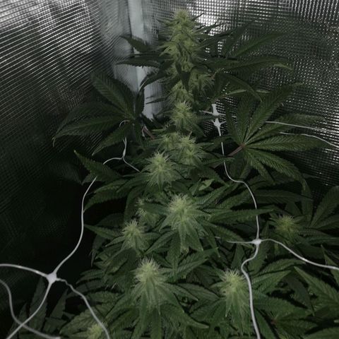 Grape Diamonds 2 growlog timeline photo