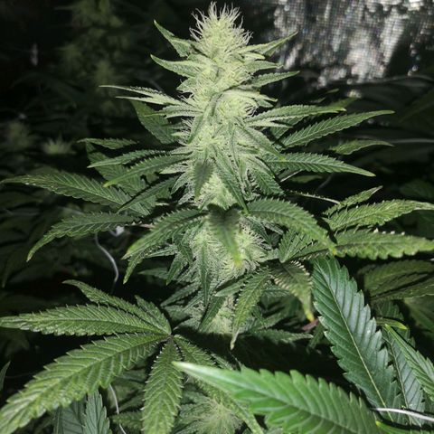 Grape Diamonds 2 growlog timeline photo