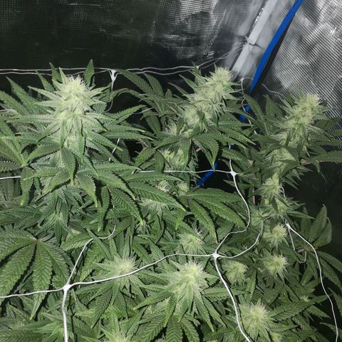 Grape Diamonds 2 growlog timeline photo