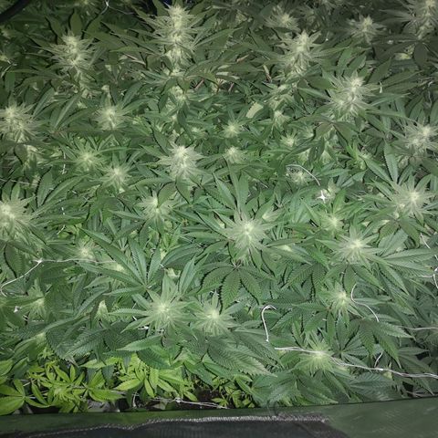 wedding cake growlog timeline photo