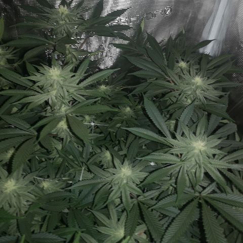 Wedding cake 3 growlog timeline photo