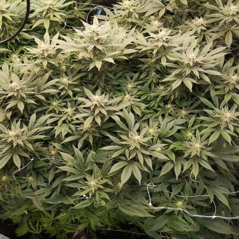 wedding cake growlog timeline photo