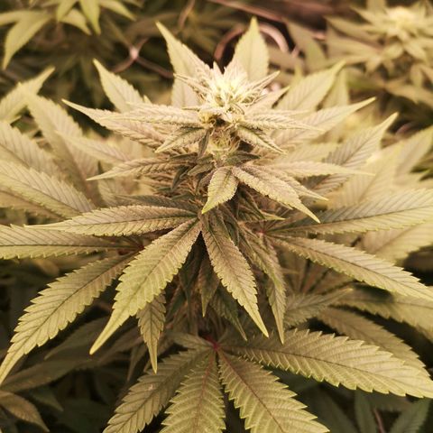 wedding cake growlog timeline photo