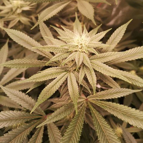Wedding cake 3 growlog timeline photo