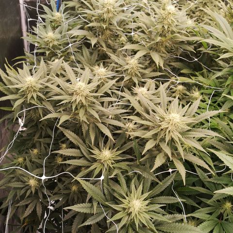 Grape Diamonds growlog timeline photo