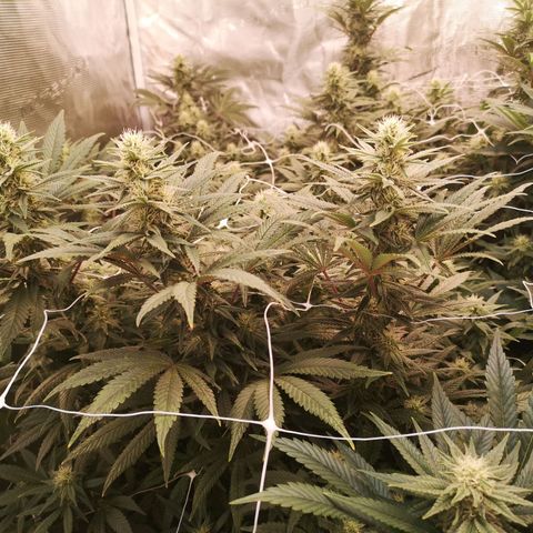 Grape Diamonds 2 growlog timeline photo