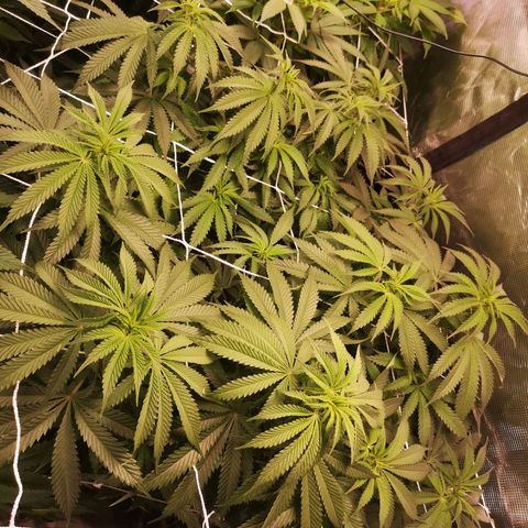 Blueberry cookies 2nd grow growlog timeline photo