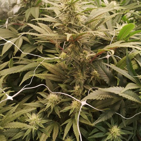 Grape Diamonds 2 growlog timeline photo