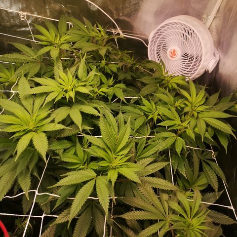 Blueberry cookies 2nd grow 2 growlog timeline photo