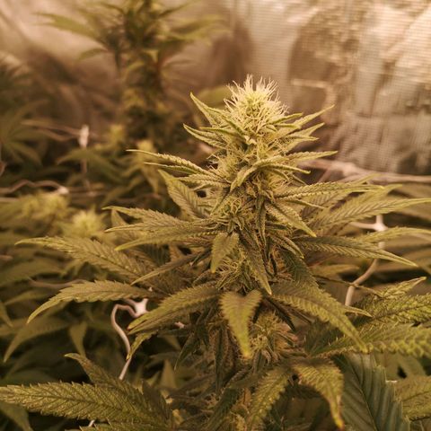 Grape Diamonds 2 growlog timeline photo