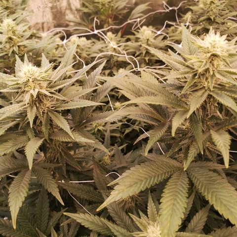 Grape Diamonds growlog timeline photo