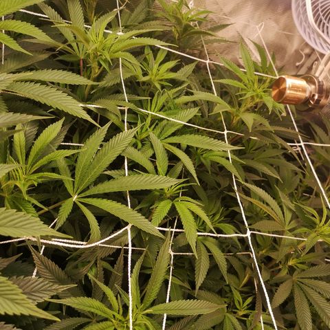 Orange cookie chem 2nd grow growlog timeline photo